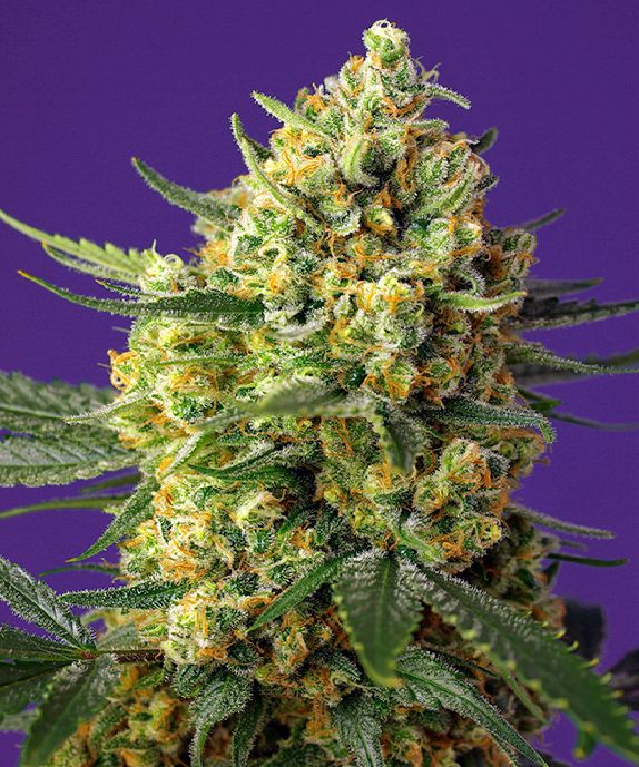 Crystal Candy XL Auto Cannabis Seeds