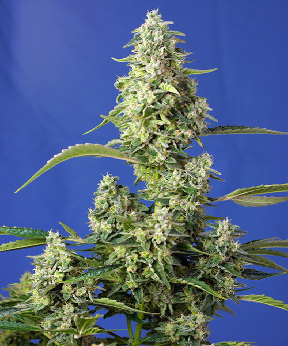 Gorilla Girl XL Auto Cannabis Seeds