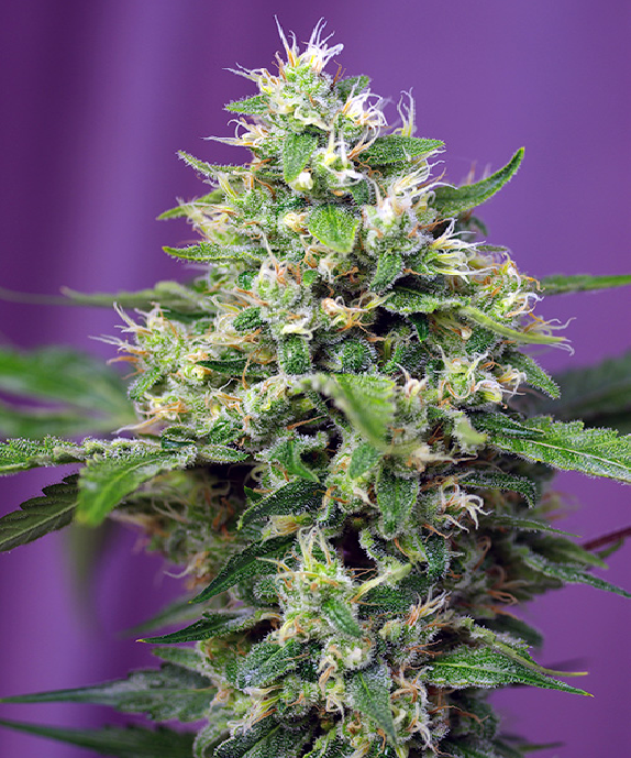 Sweet Amnesia Haze XL Auto Cannabis Seeds