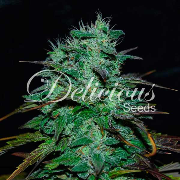 Chocobang Cannabis Seeds