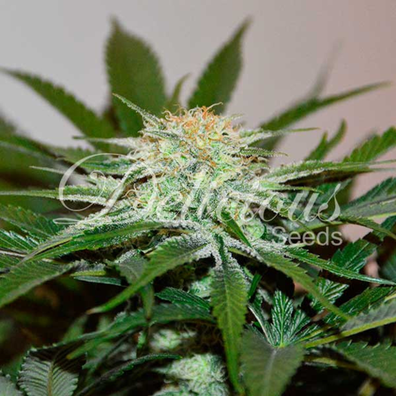 Descojack Cannabis Seeds