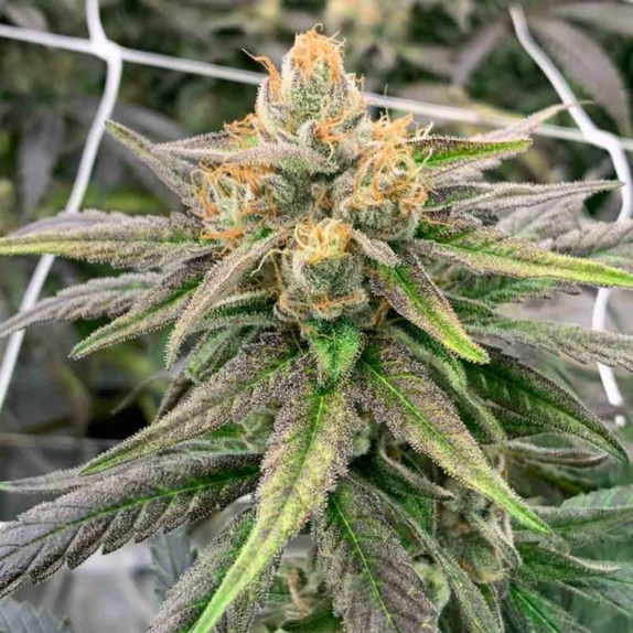 Somali Ghost Train Cannabis Seeds