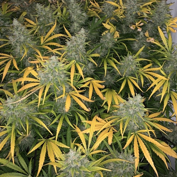 Vanilla Frosting Feminised Cannabis Seeds