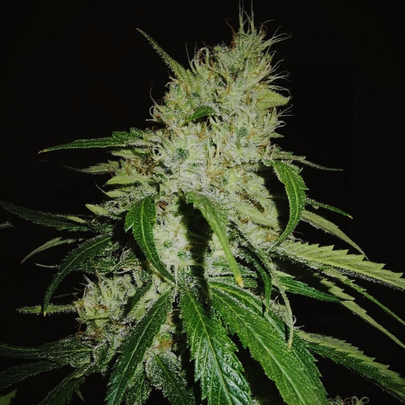 Gelonade Feminised Cannabis Seeds