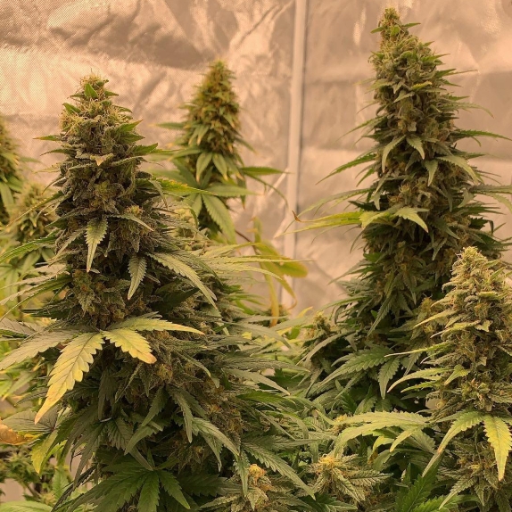 Bubble Runtz Feminised Cannabis Seeds