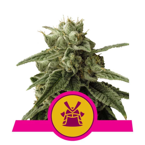 Shogun Cannabis Seeds