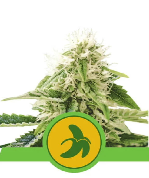 Fat Banana Auto Cannabis Seeds