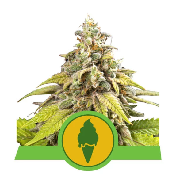 Green Gelato Automatic Cannabis Seeds