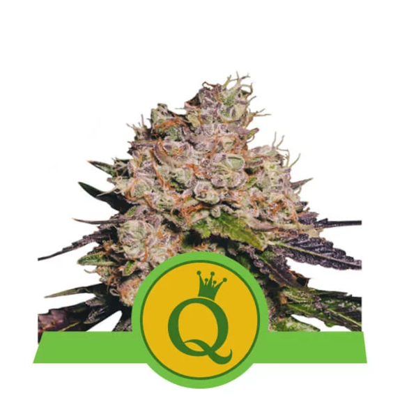 Purple Queen Automatic Cannabis Seeds