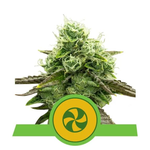 Sweet ZZ Auto Cannabis Seeds