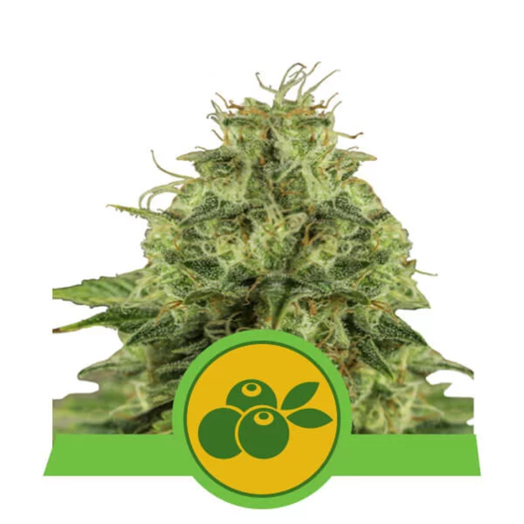 Haze Berry Auto Cannabis Seeds