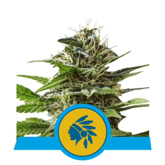 Tatanka Pure CBD Cannabis Seeds