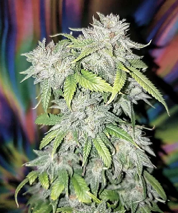 Skush Cannabis Seeds