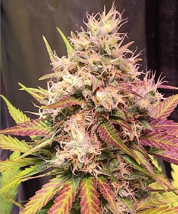 Auto Skush Cannabis Seeds