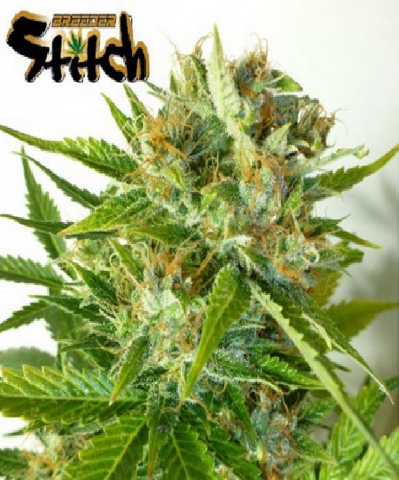 Onyx Auto Cannabis Seeds