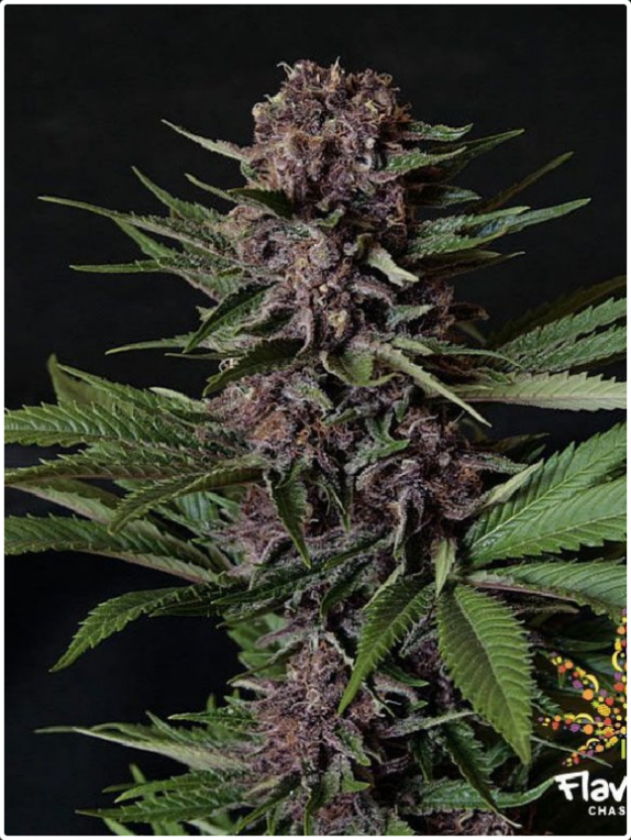 Purple Mazel Tov Cannabis Seeds