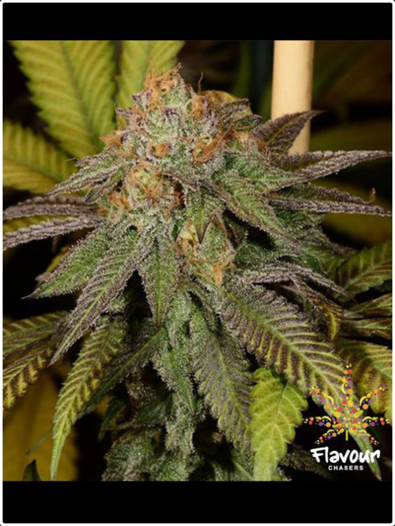 Bruce Banner Cannabis Seeds