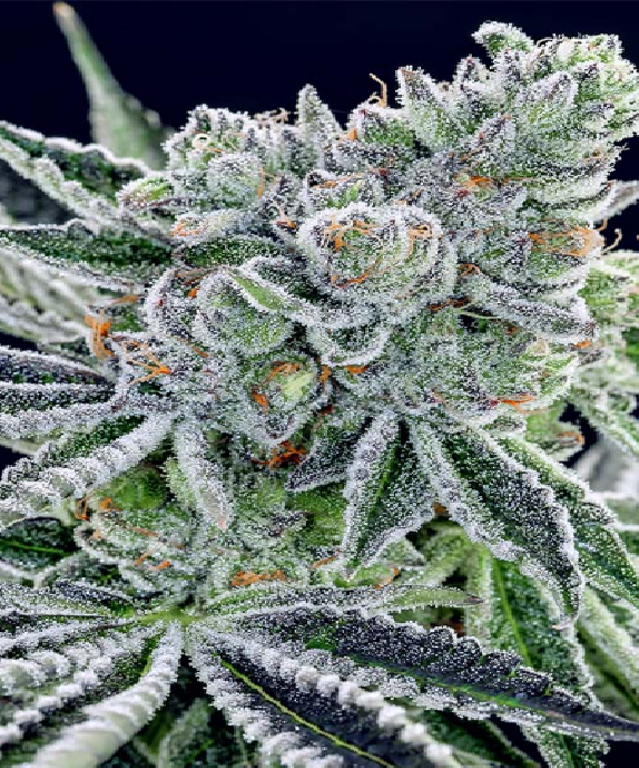 Sour Betty Cannabis Seeds
