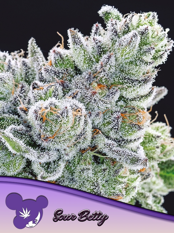 Sour Betty Cannabis Seeds