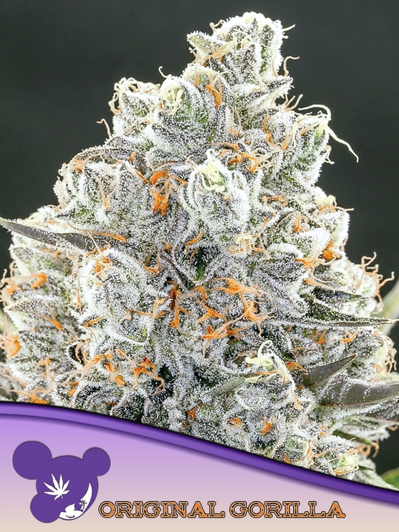Original Gorilla 4 Cannabis Seeds