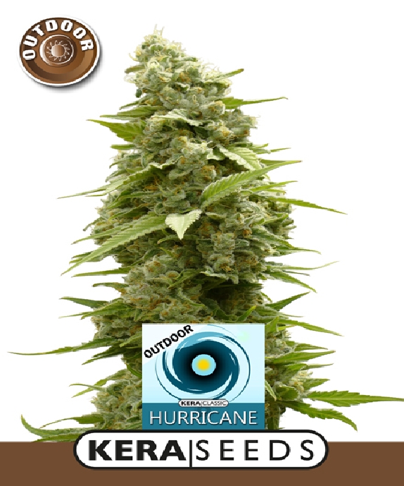 Hurricane Outdoor Cannabis Seeds
