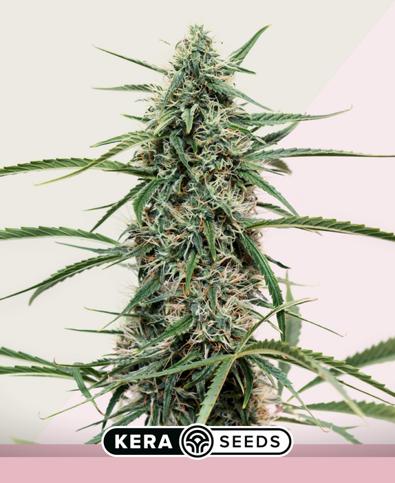 Hurricane Outdoor Cannabis Seeds