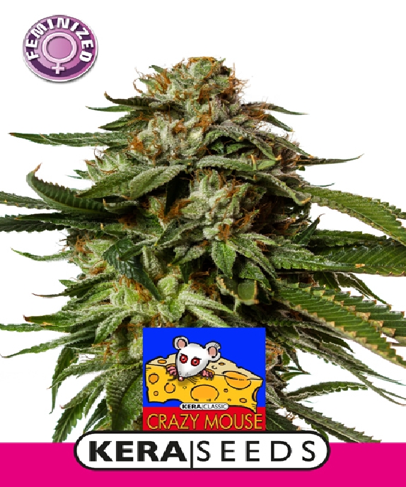 Zkittels Auto Cannabis Seeds