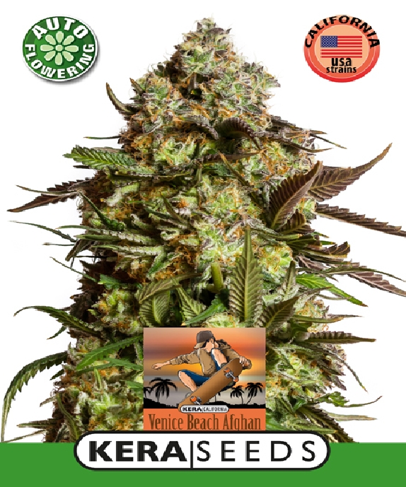 Venice Beach Afghan Auto Cannabis Seeds