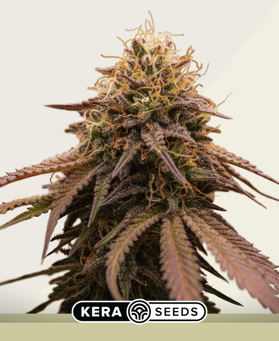 Cherry Grapefruit Auto Cannabis Seeds