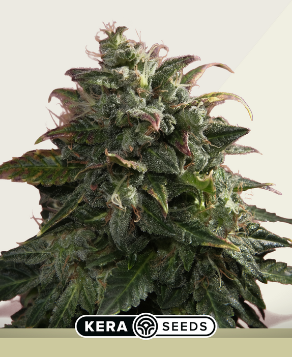 Pineapple sativa Auto Cannabis Seeds