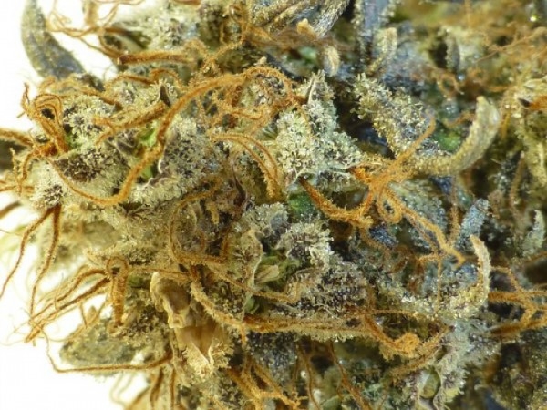 Purple Mazar Auto Cannabis Seeds