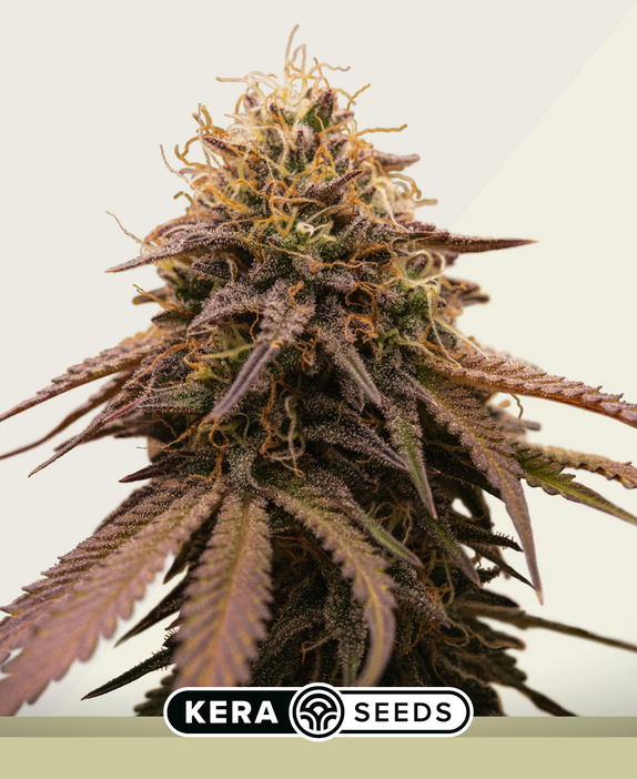 American Stafford Auto Cannabis Seeds