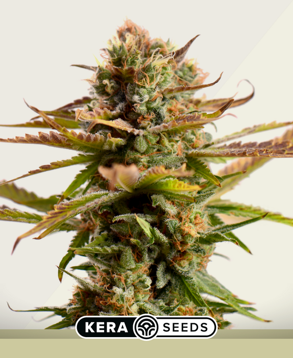 Gorilla Glue Auto Cannabis Seeds