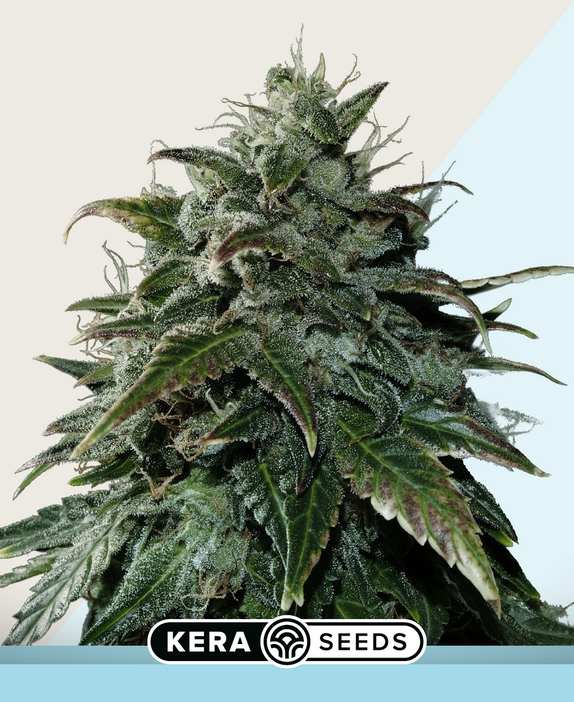 CBD Black Beauty Cannabis Seeds