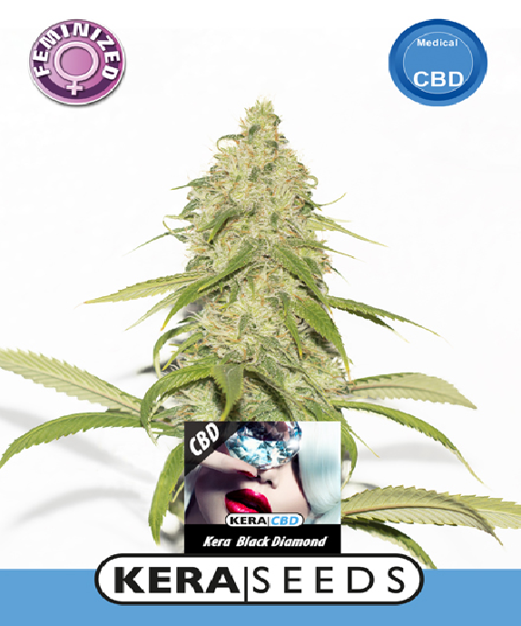 CBD Black Diamond Cannabis Seeds