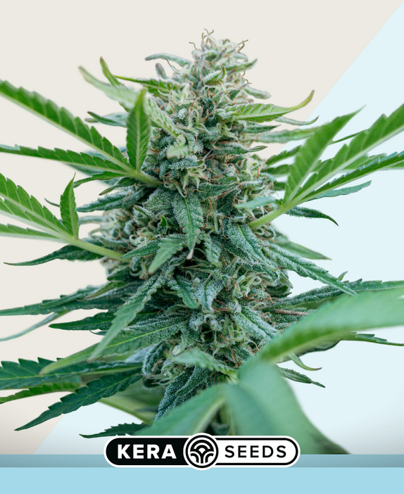 CBD Black Diamond Cannabis Seeds