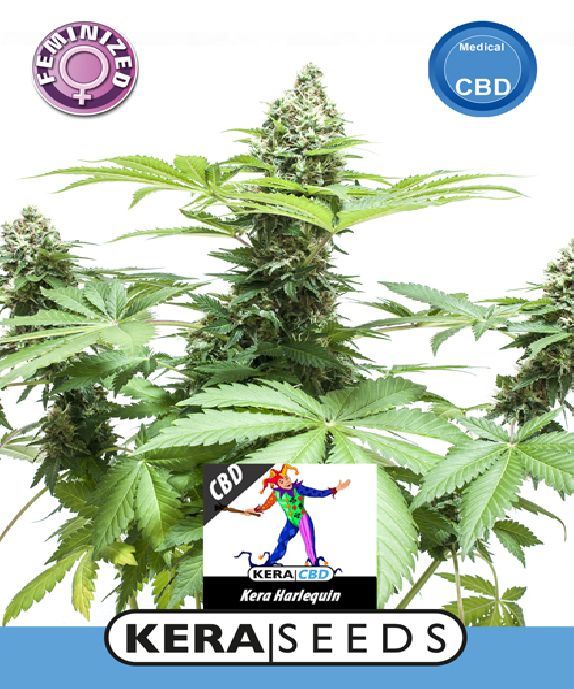 CBD Harlequin Cannabis Seeds