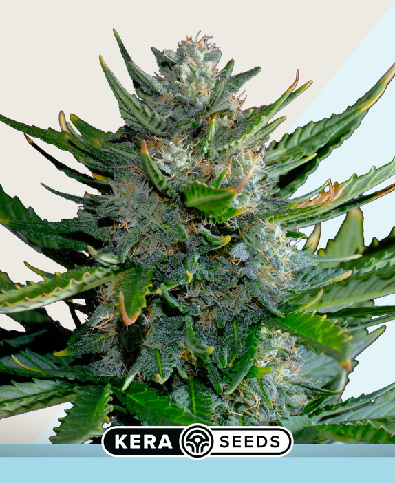 CBD Harlequin Cannabis Seeds