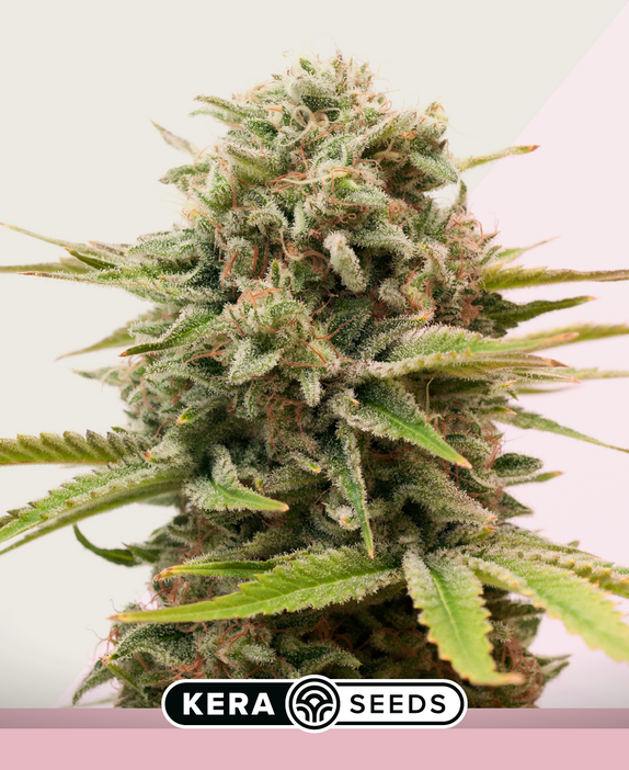 Sweet Seven Eleven Cannabis Seeds