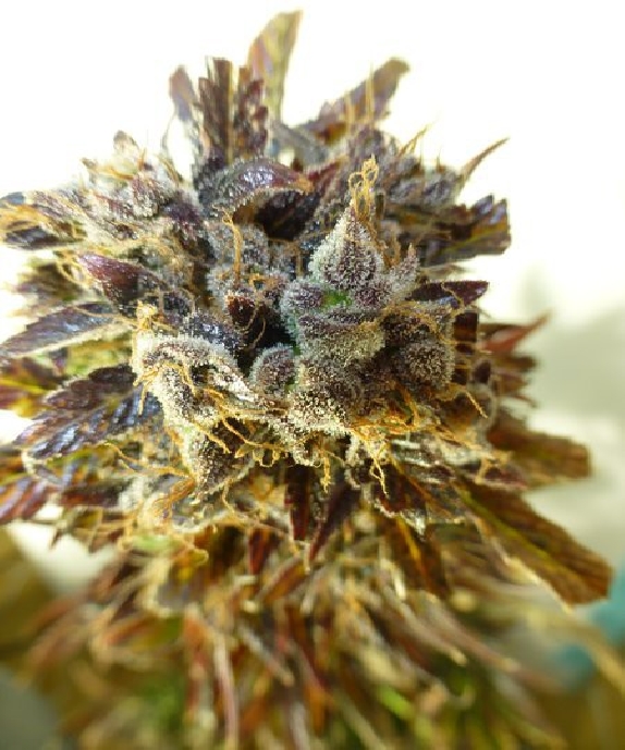 Purple Mazar Auto Cannabis Seeds