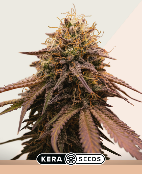 American Stafford Cannabis Seeds