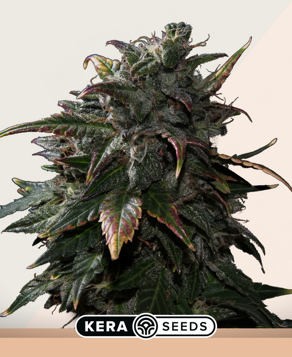 Tangerine Kush Cannabis Seeds