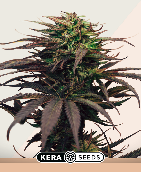 Girl Scout Cookies Cannabis Seeds