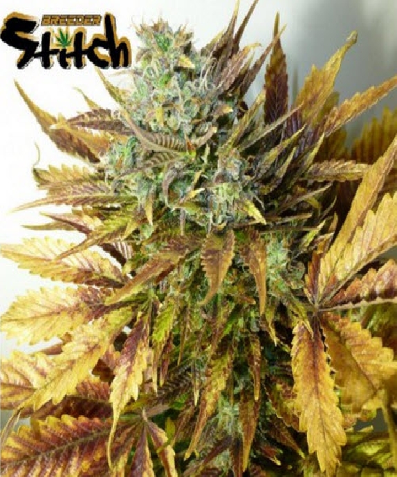 Purple Sirius Kush Auto Feminised Cannabis Seeds