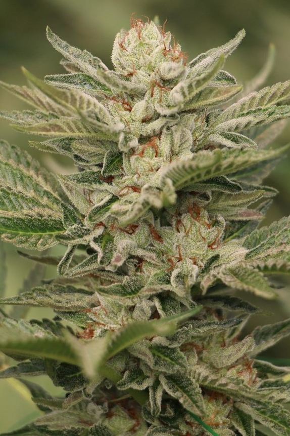 Sapphire Scout Cannabis Seeds