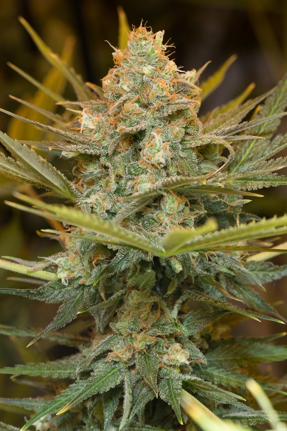 Three Blue Kings Cannabis Seeds