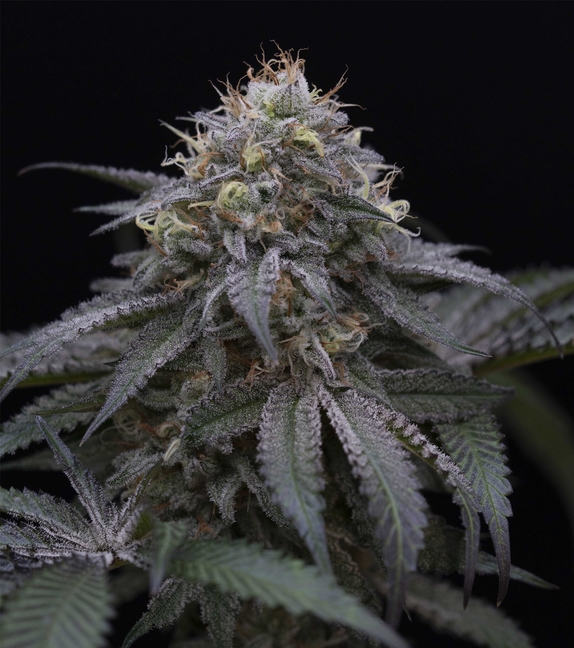 Sugar Breath Cannabis Seeds