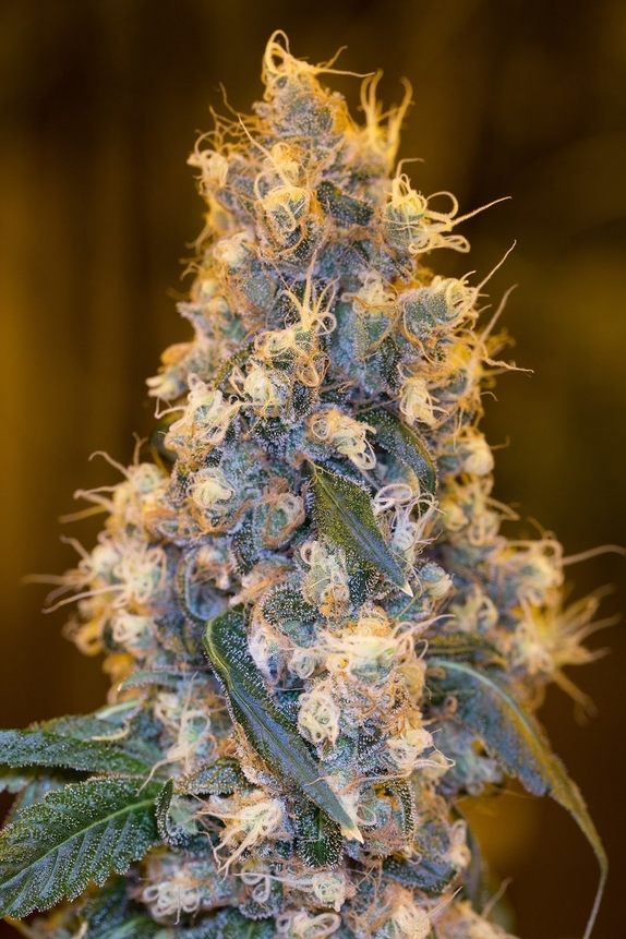 Blue Fire Cannabis Seeds