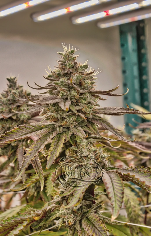 Chimeran Blue Cannabis Seeds