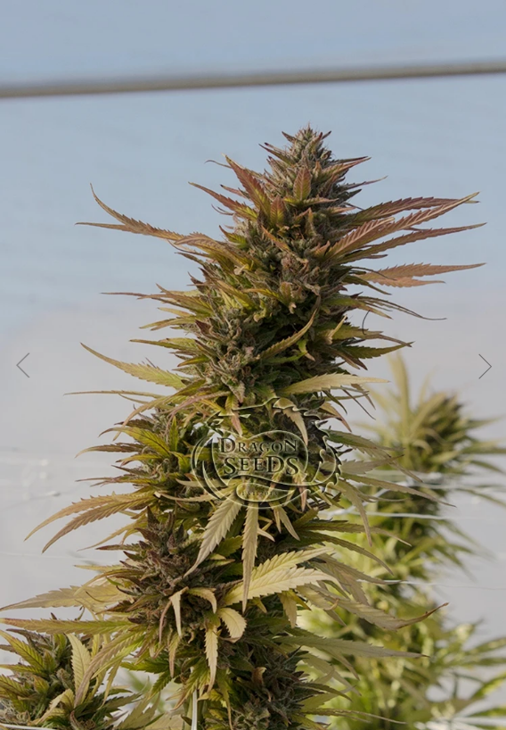 Hydratonic #2 Cannabis Seeds